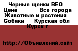 Черные щенки ВЕО › Цена ­ 5 000 - Все города Животные и растения » Собаки   . Курская обл.,Курск г.